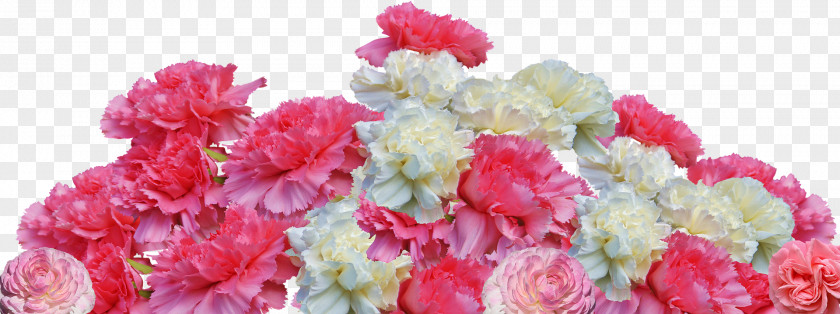 Carnation Sabrina's Flowers Muskoka Retro Friendship PNG
