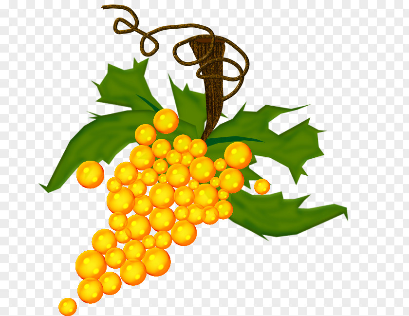 Grape Common Vine Sultana Fruit Vegetable PNG