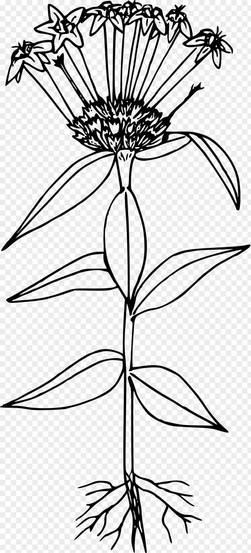 Indian Paintbrush Flower Collomia Grandiflora Line Art Drawing PNG