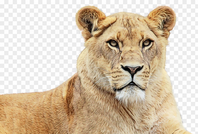 Lion Image Transparency Desktop Wallpaper PNG