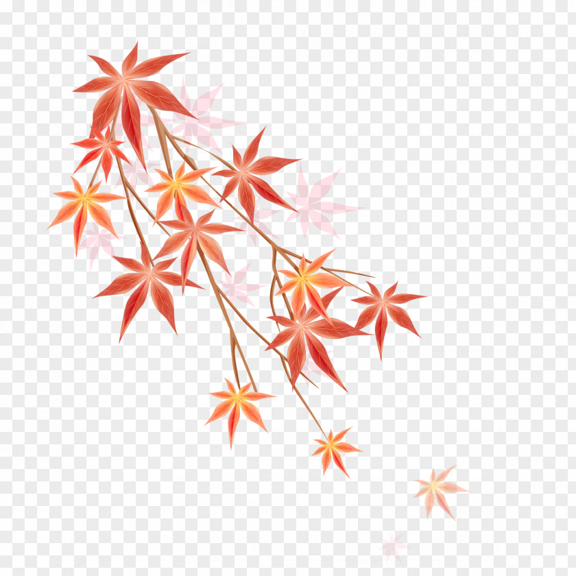 Maple Leaf Illustration PNG
