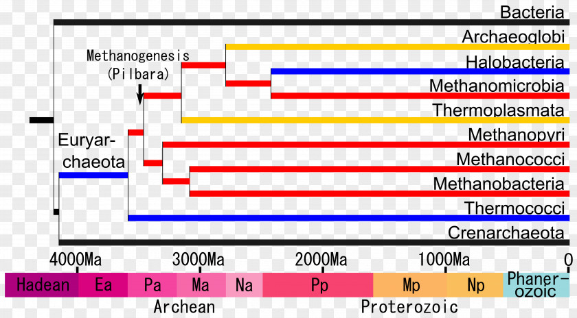 Phylogenetic Tree Of Life Methanogen Crenarchaeota Methanobacteria Korarchaeota Nanoarchaeota PNG