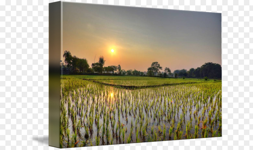 Rice Field Imagekind Art Painting Thailand Poster PNG