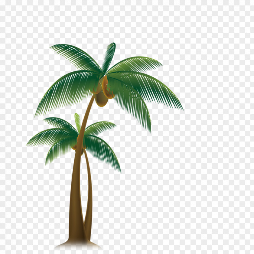 Tropical Coconut Trees Arecaceae Tree PNG