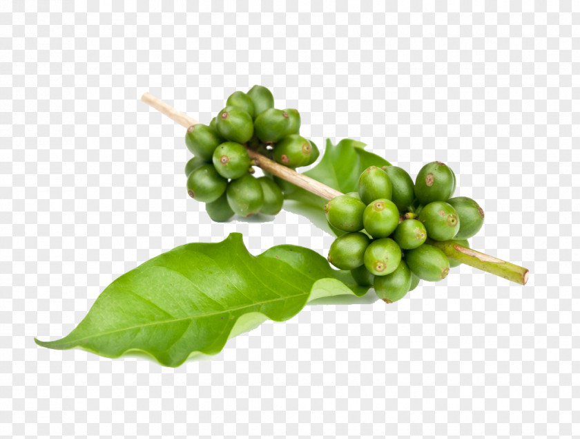 Coffee Beans Child Instant Green Tea Garcinia Gummi-gutta Extract PNG
