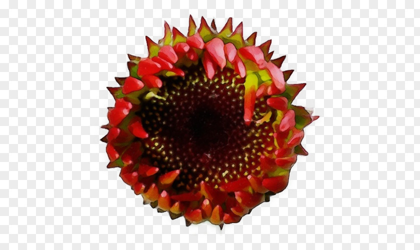 Cut Flowers Flowering Plant Sunflower PNG