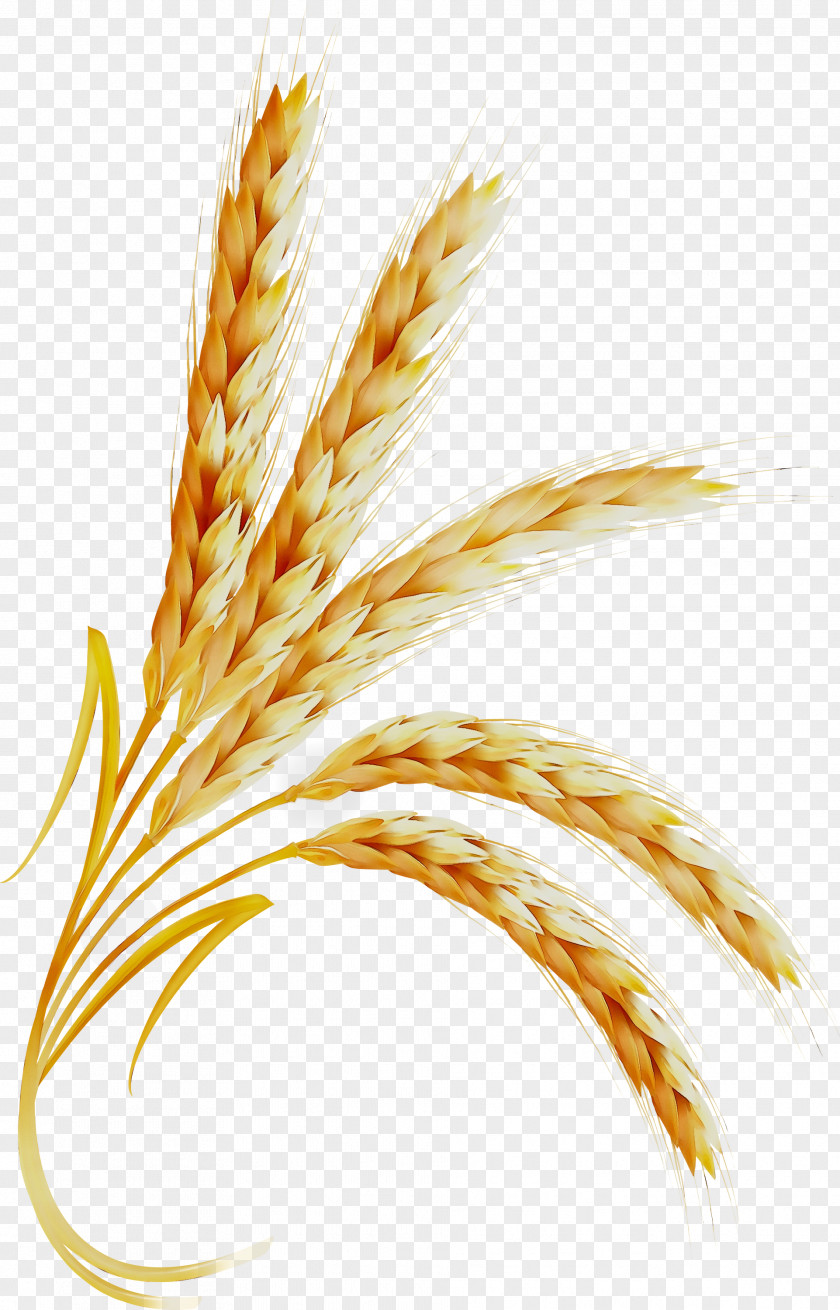Emmer Cereal Clip Art Grain Common Wheat PNG