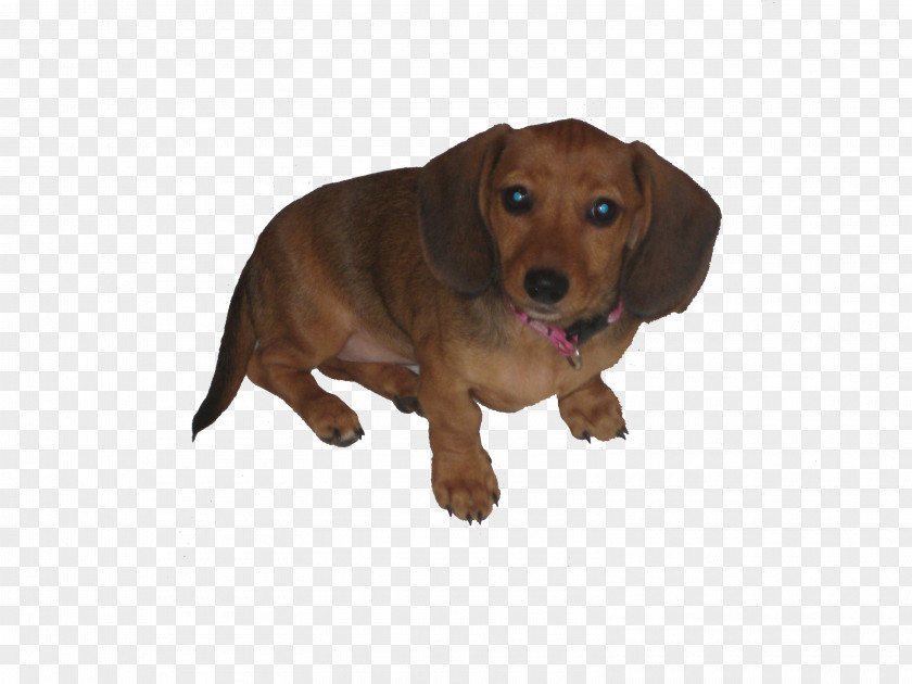 Puppy Dachshund Dog Breed Companion Hound PNG