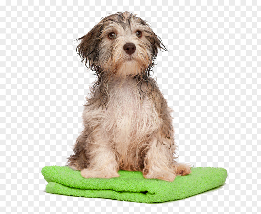 Puppy Havanese Dog Grooming Shih Tzu Pet PNG
