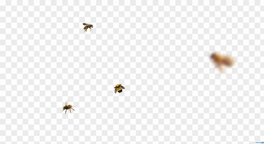 Bee Honey Pest Sky Plc PNG