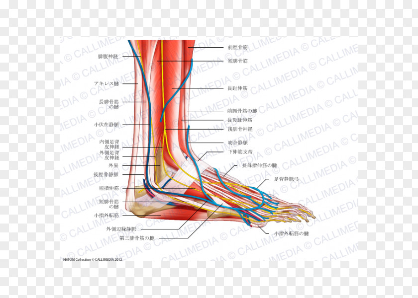 Chinese Arch Foot Human Anatomy Nerve Muscle Muscular System PNG