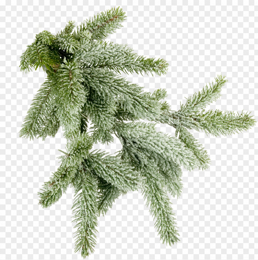 Gazania Christmas Ornament Spruce Tree Clip Art PNG