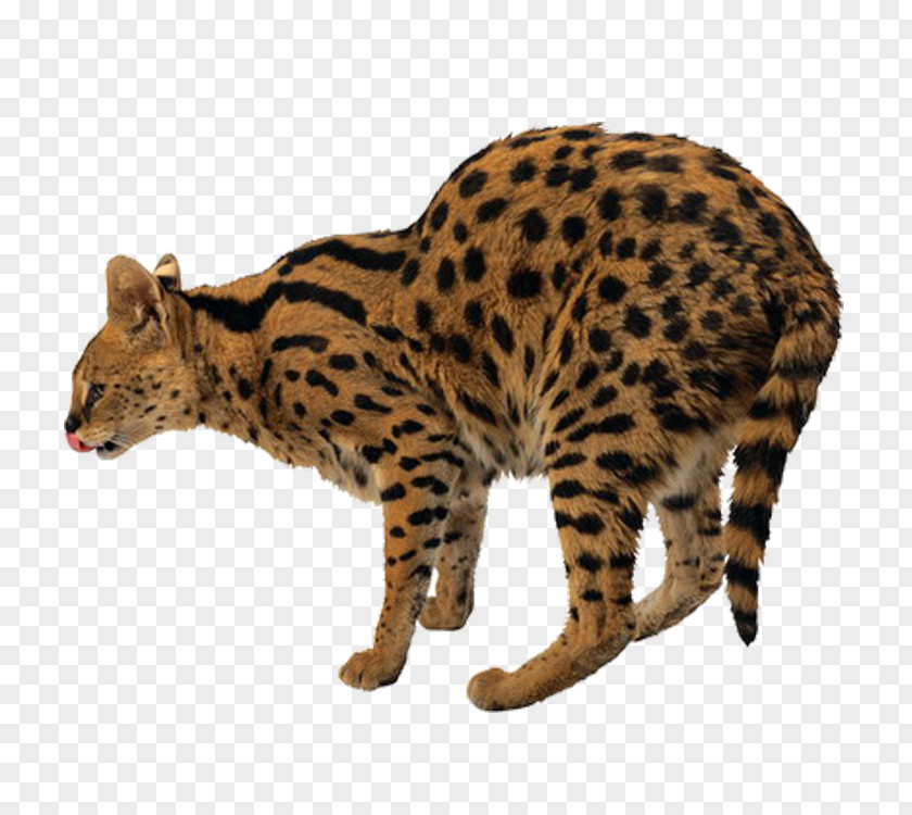 Leopard Tiger Felidae Lion Cat PNG