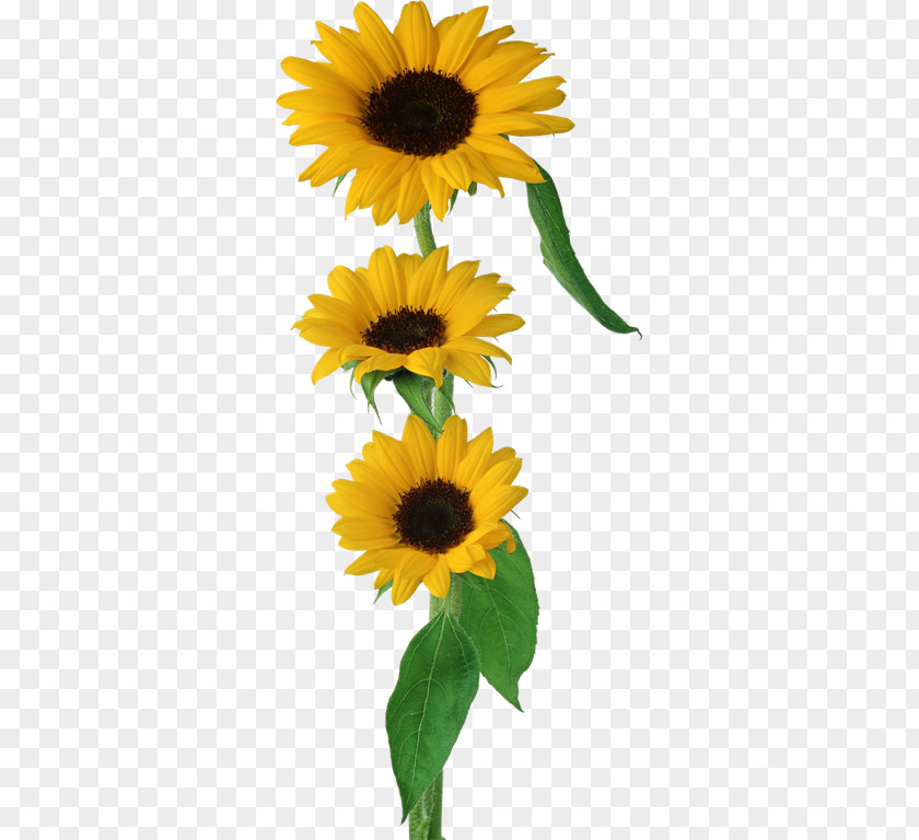 Sunflower Common Brush PNG