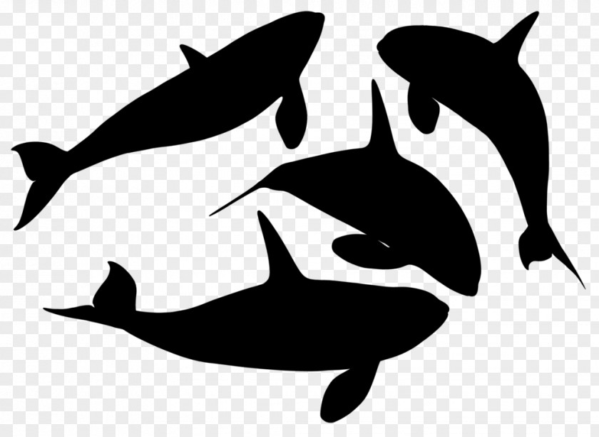 Dolphin Porpoise Killer Whale Clip Art Whales PNG