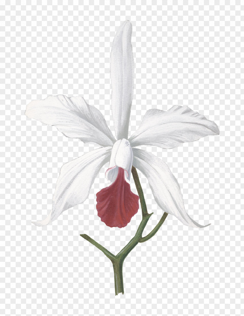 Flower Cattleya Orchids Cut Flowers Devilwood PNG