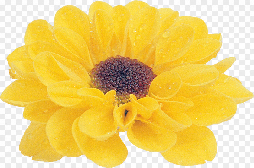 Flower Petal Chrysanthemum Email PNG