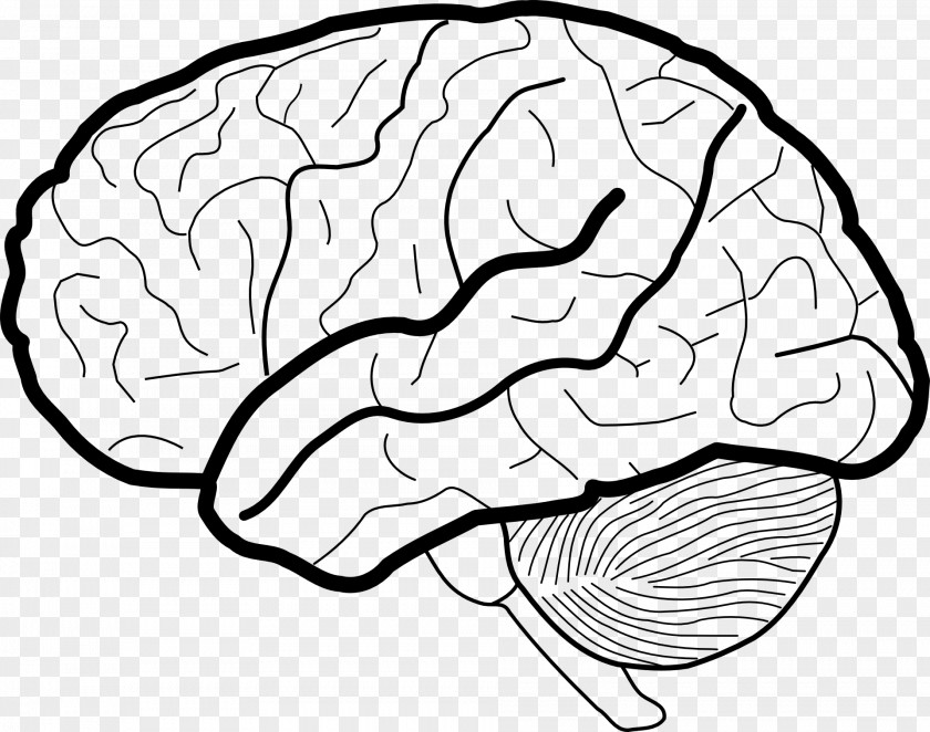 Human Brain White Matter Diagram Head PNG