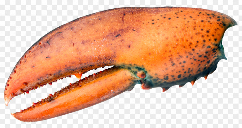 Orange Lobster Clip Papua New Guinea PNG