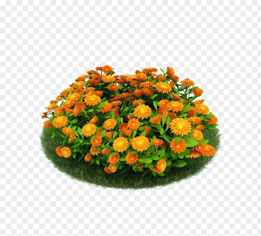 Pot Marigold 3D Computer Graphics Modeling Flower Garden Seed PNG