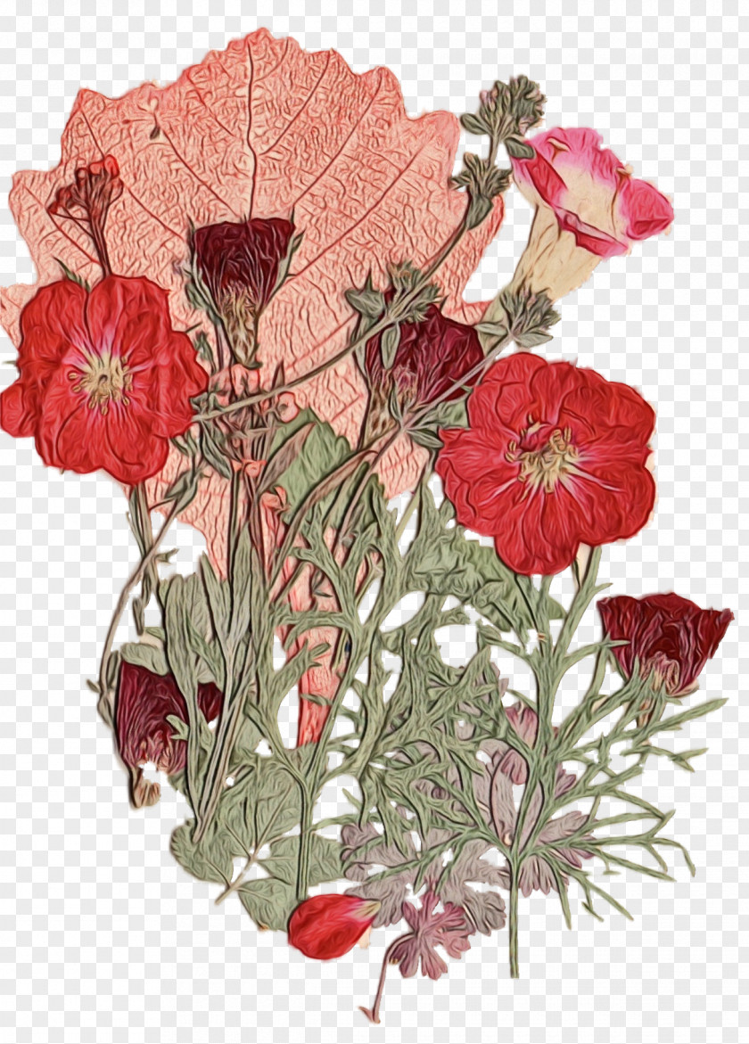 Begonia Perennial Plant Pink Flower Cartoon PNG