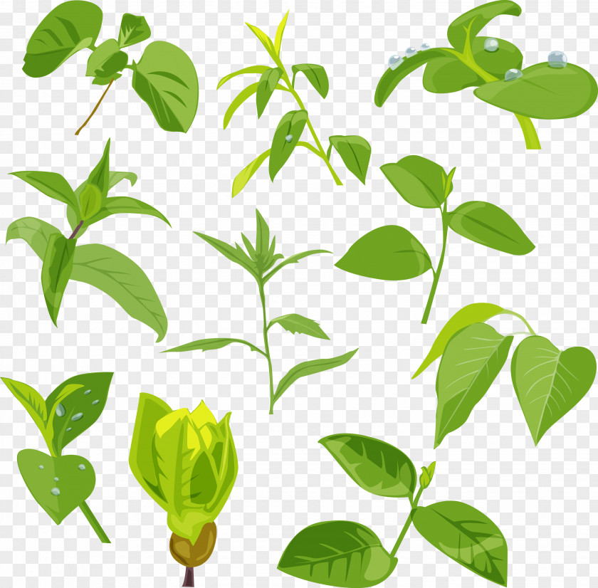 Green Leaves Picture Download Clip Art PNG