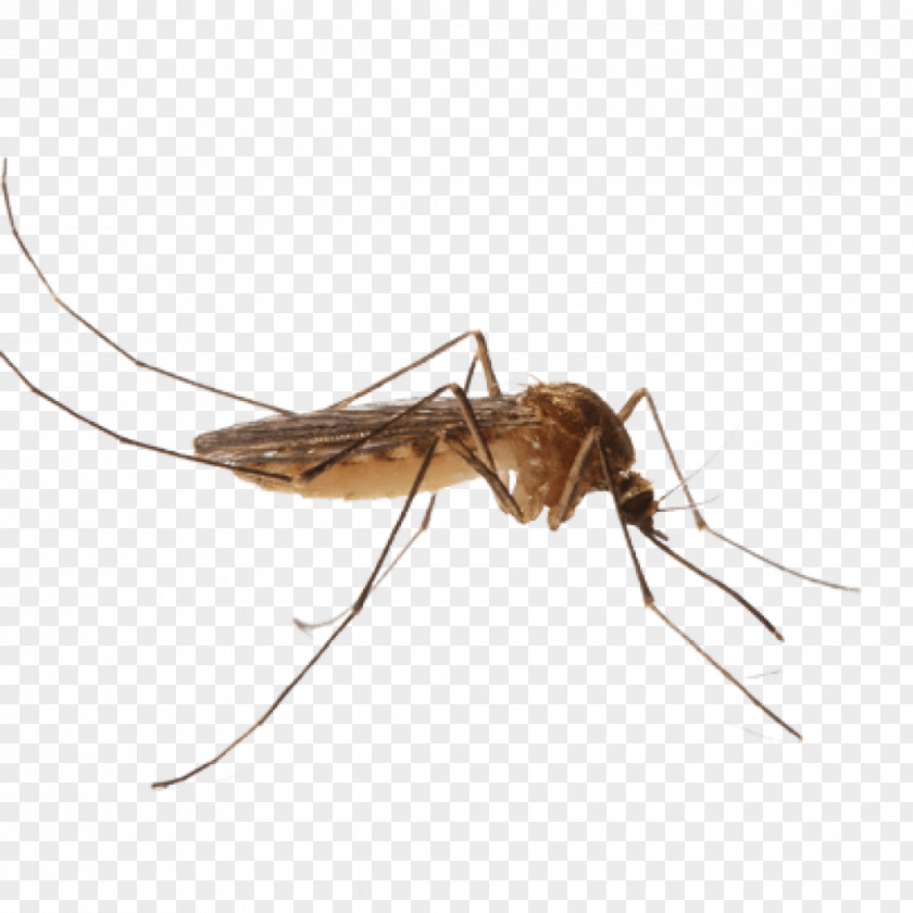 Mosquito Control Pest Nematocera PNG