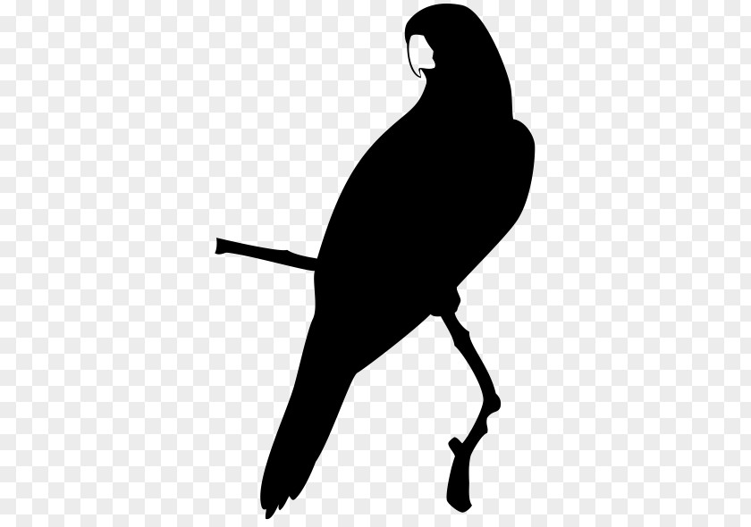 Parrot Beak Clip Art PNG