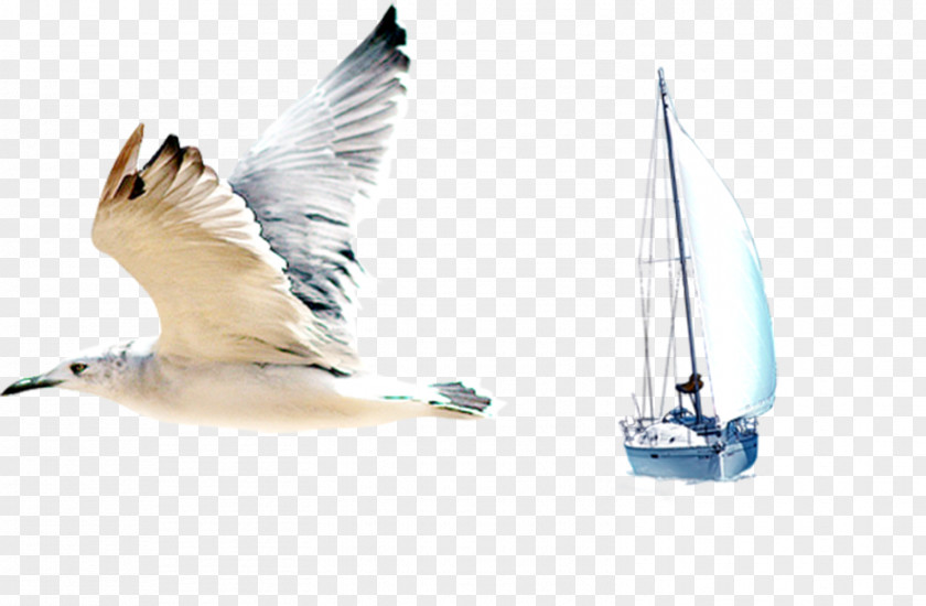 Seagulls And Sailing Elements Gulls Bird Common Gull PNG