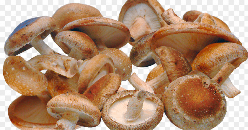 Shiitake Mushroom Edible Fungus Health PNG