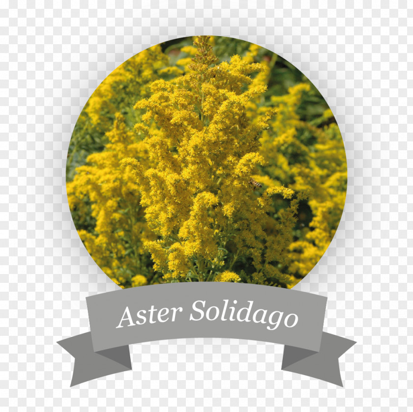 Solidago Squarrosa Vector Graphics Stock Illustration Shutterstock PNG