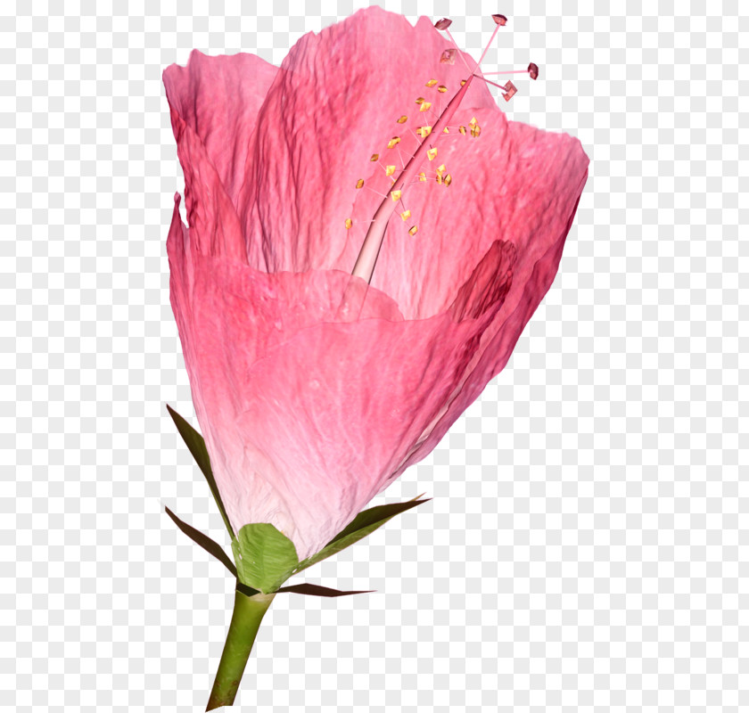 Statice Fond Blanc Rosemallows Petal Cut Flowers Garden Roses PNG