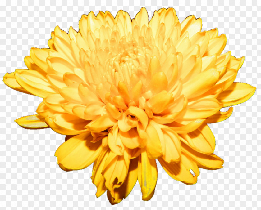 Chrysanthemum Free Download Flower Clip Art PNG