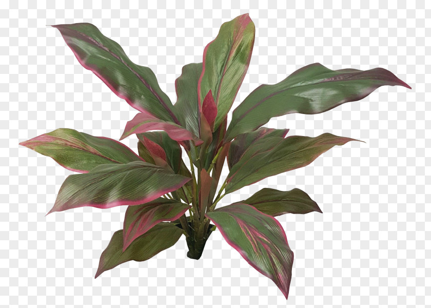 Cordyline Forever Gardens Leaf Grape Ivy Vine PNG