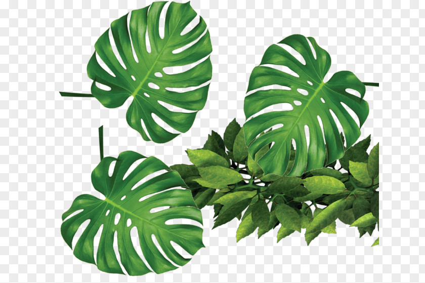 Tropical Plants Green Leaves Leaf Template Rxe9sumxe9 Clip Art PNG