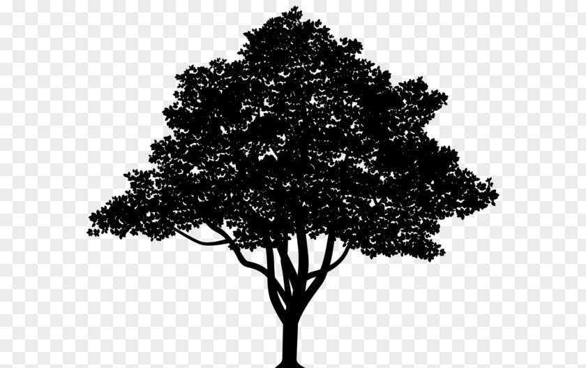 Vector Graphics Tree Branch Oak Stock Illustration PNG