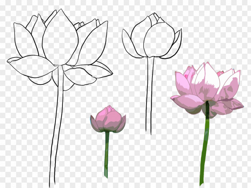 Hand-painted Lotus Color Line Illustration PNG