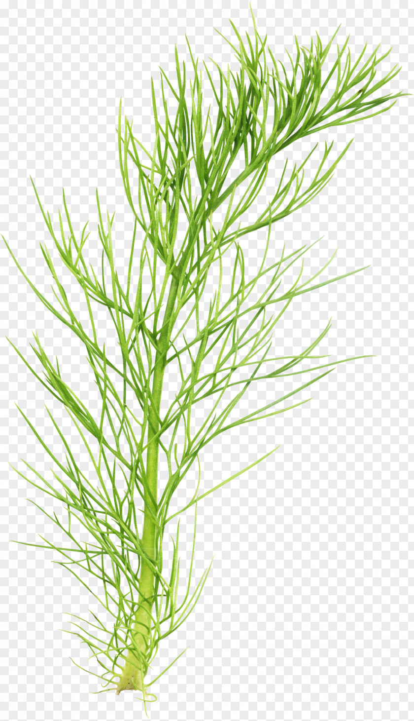 Marigold Herbaceous Plant Field Horsetail Stem PNG