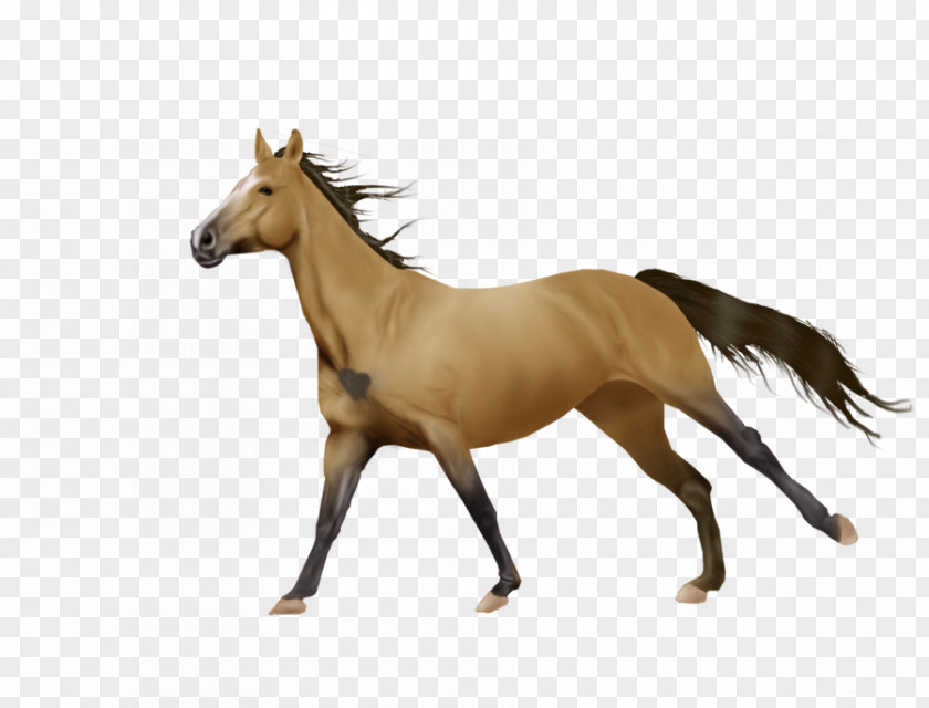 Mustang Foal Mare Stallion Art PNG