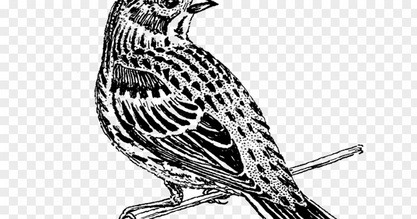 Pine Siskin Songbird Book Black And White PNG