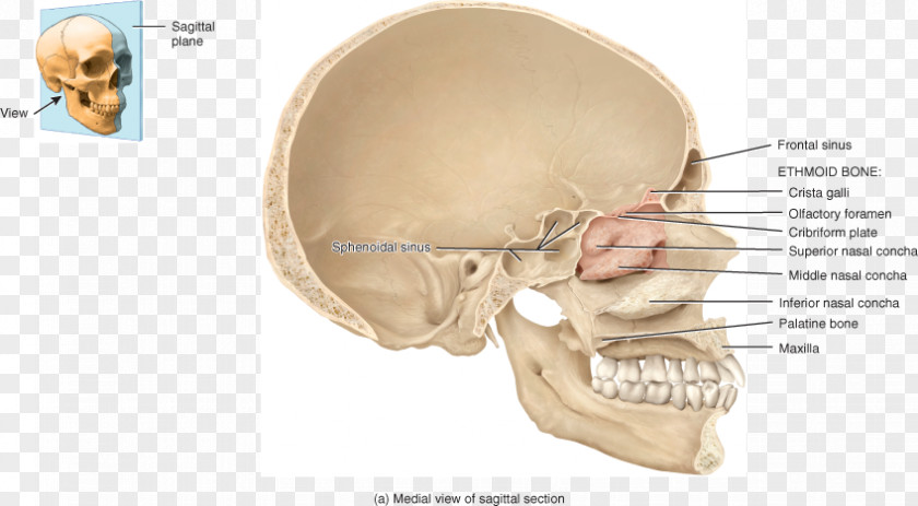 Studying Hard Ear Paranasal Sinuses Pituitary Gland Bone Anatomy PNG