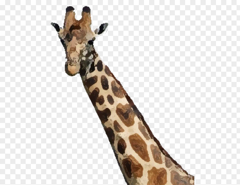 Watercolor Giraffe How Tall Is A Giraffe? Maasai Mara Wildebeest Oloirien PNG