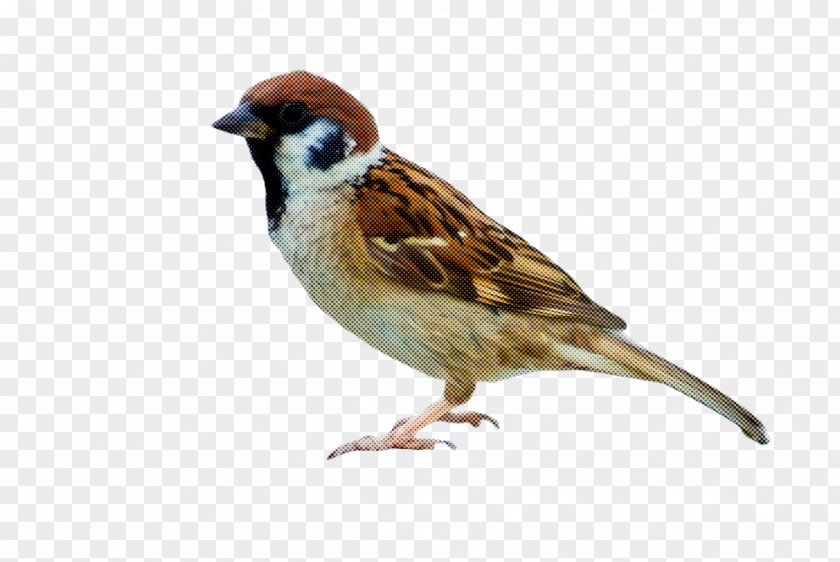Wren Emberizidae Bird Sparrow House Beak Songbird PNG