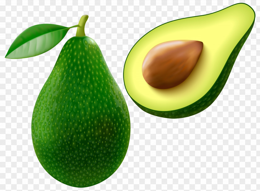 Avocado Vector Clipart Image Clip Art PNG