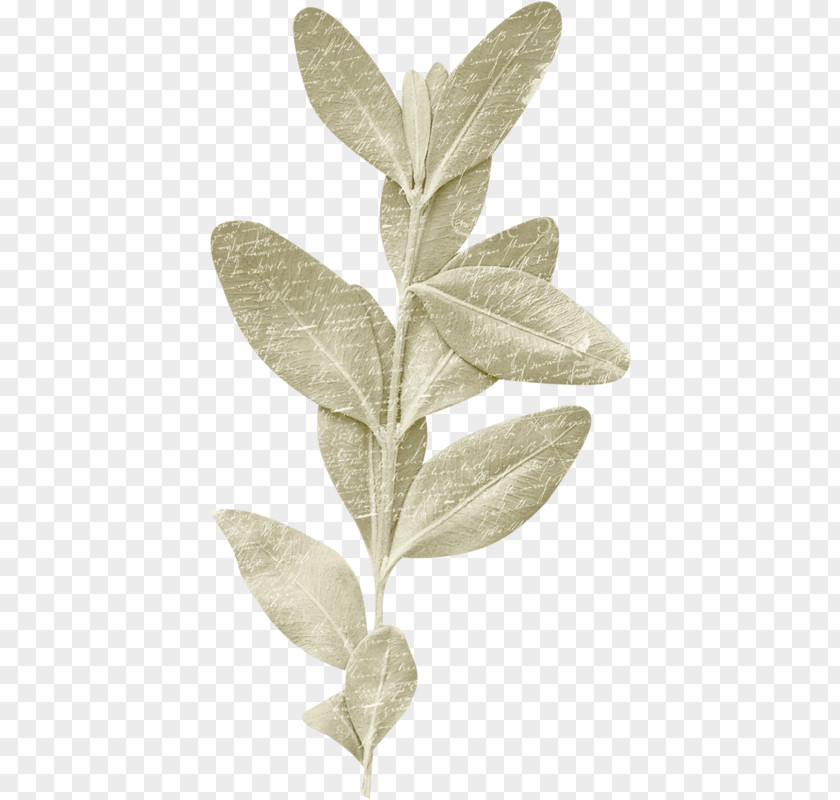 Leaf Plant Stem Herb PNG