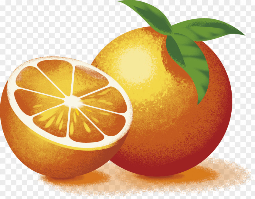 Lemon Clementine Grapefruit Tangelo Rangpur PNG