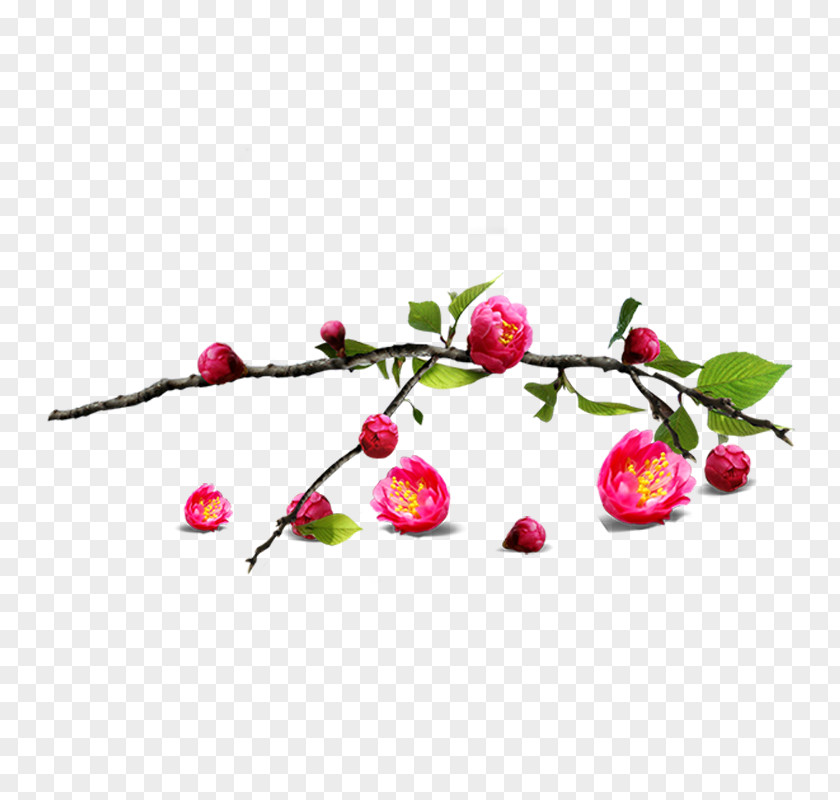 Plum Flower Download Clip Art PNG