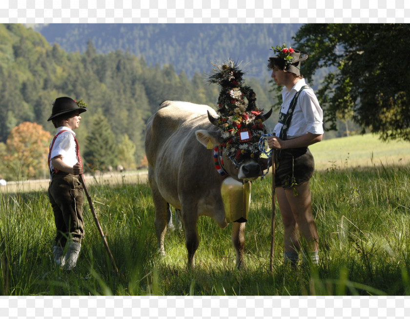 Almabtrieb AllgäuTop&LandHotels Tradition Party Horse PNG