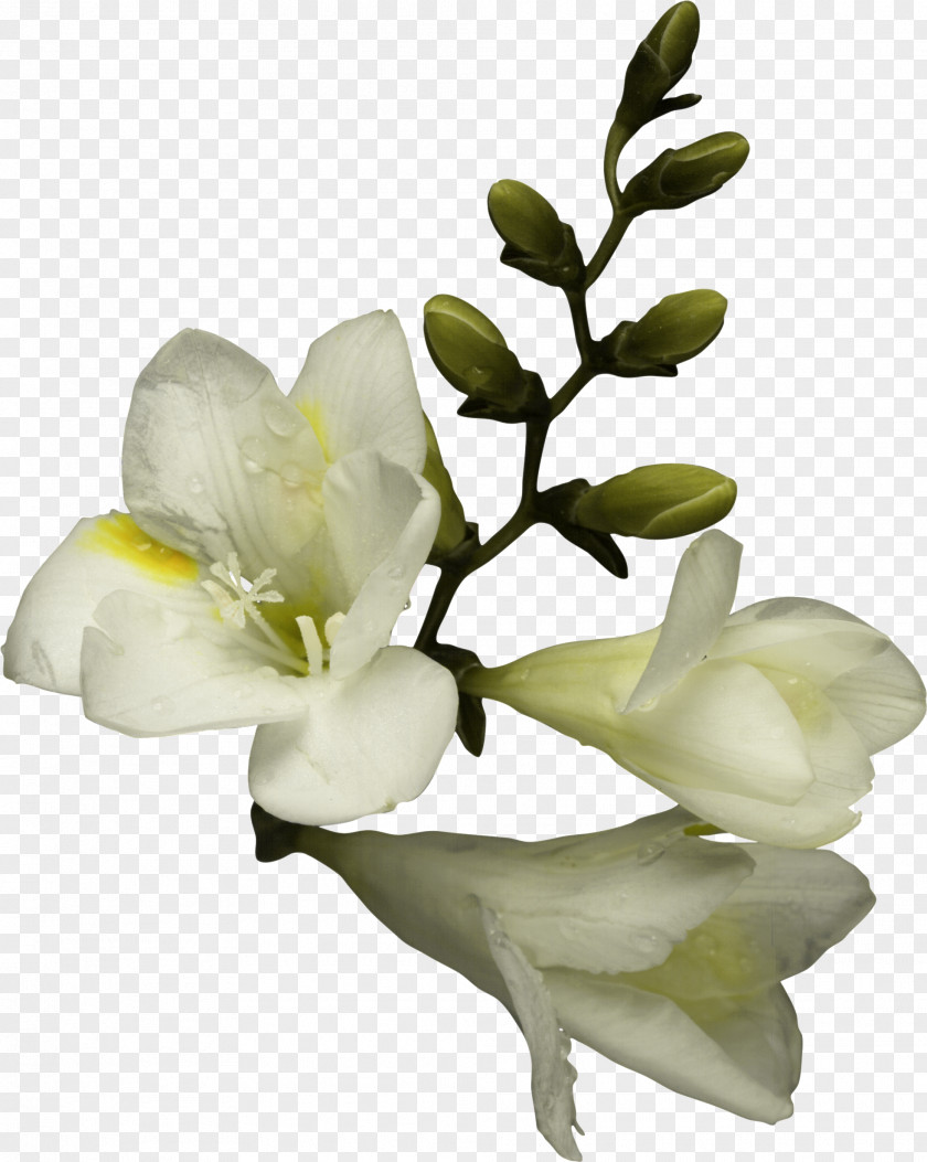 Amulet Flower Bouquet Clip Art PNG