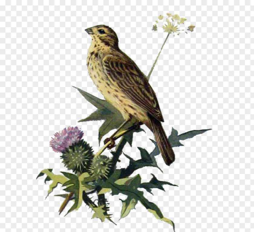 Bird Berry Branch House Finch Finches Ortolan Bunting American Sparrows Beak PNG